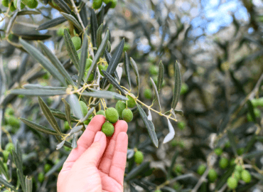 Producteurs des meilleures huiles d’olive grecques
